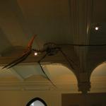 NY - Natural history museum